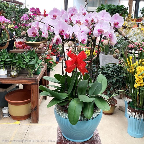 新年花卉选购指南